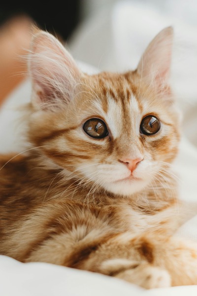 Do All Pets Need Flea and Tick Prevention?